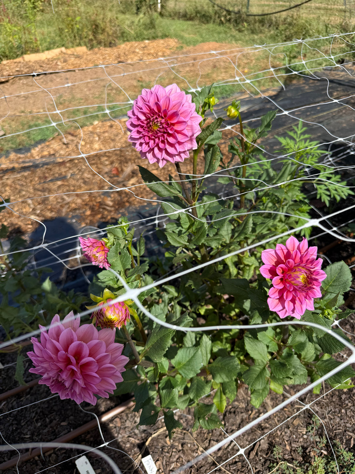 Florelie Guava