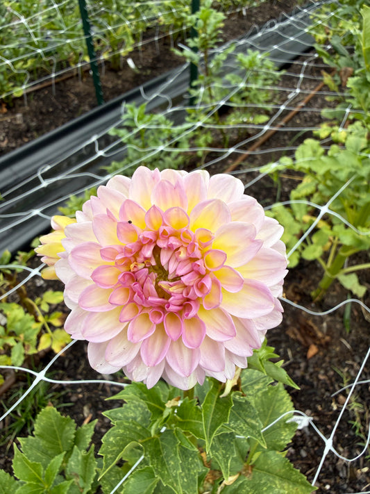 Arnside Rose