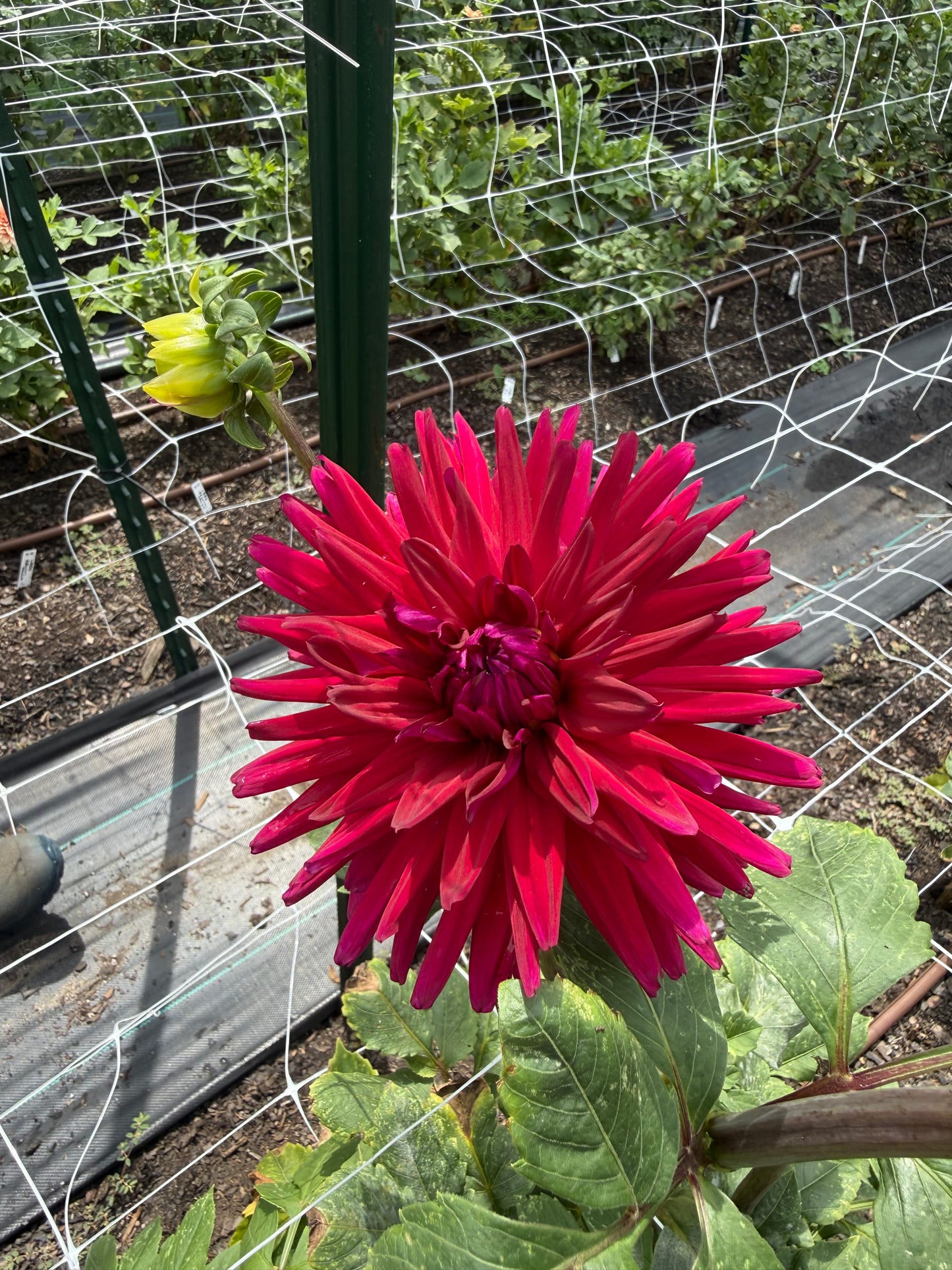 Sandia Barbie