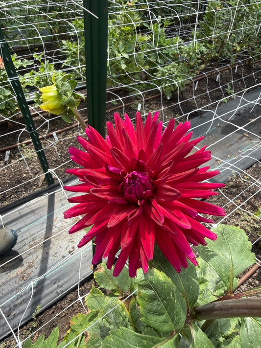 Sandia Barbie