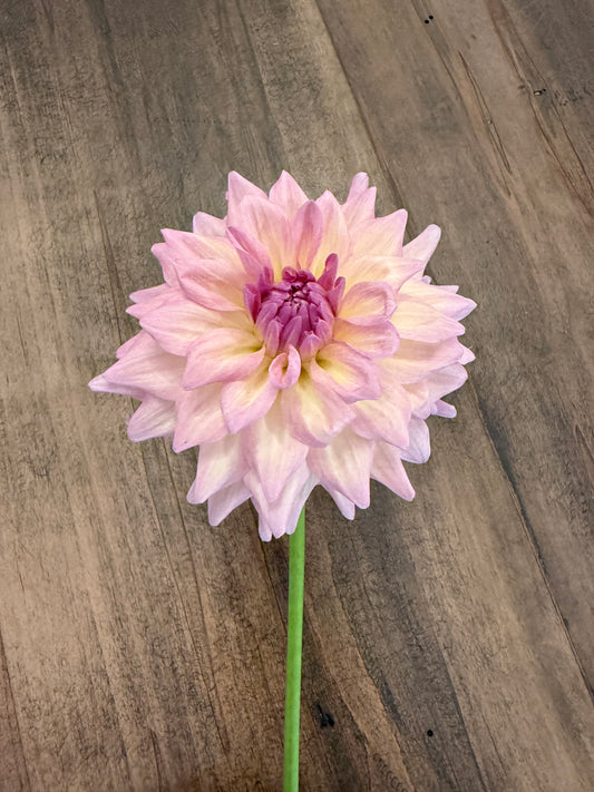Everbloom Lullaby