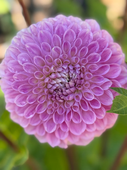 20th Avenue Old Major