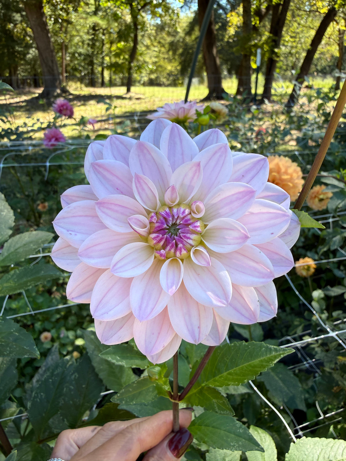 Sunny Rose