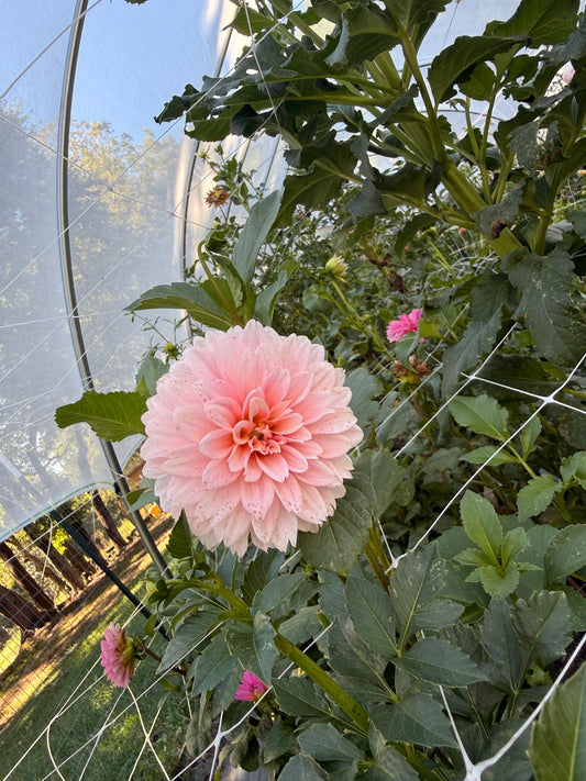 Double Apple Blossom