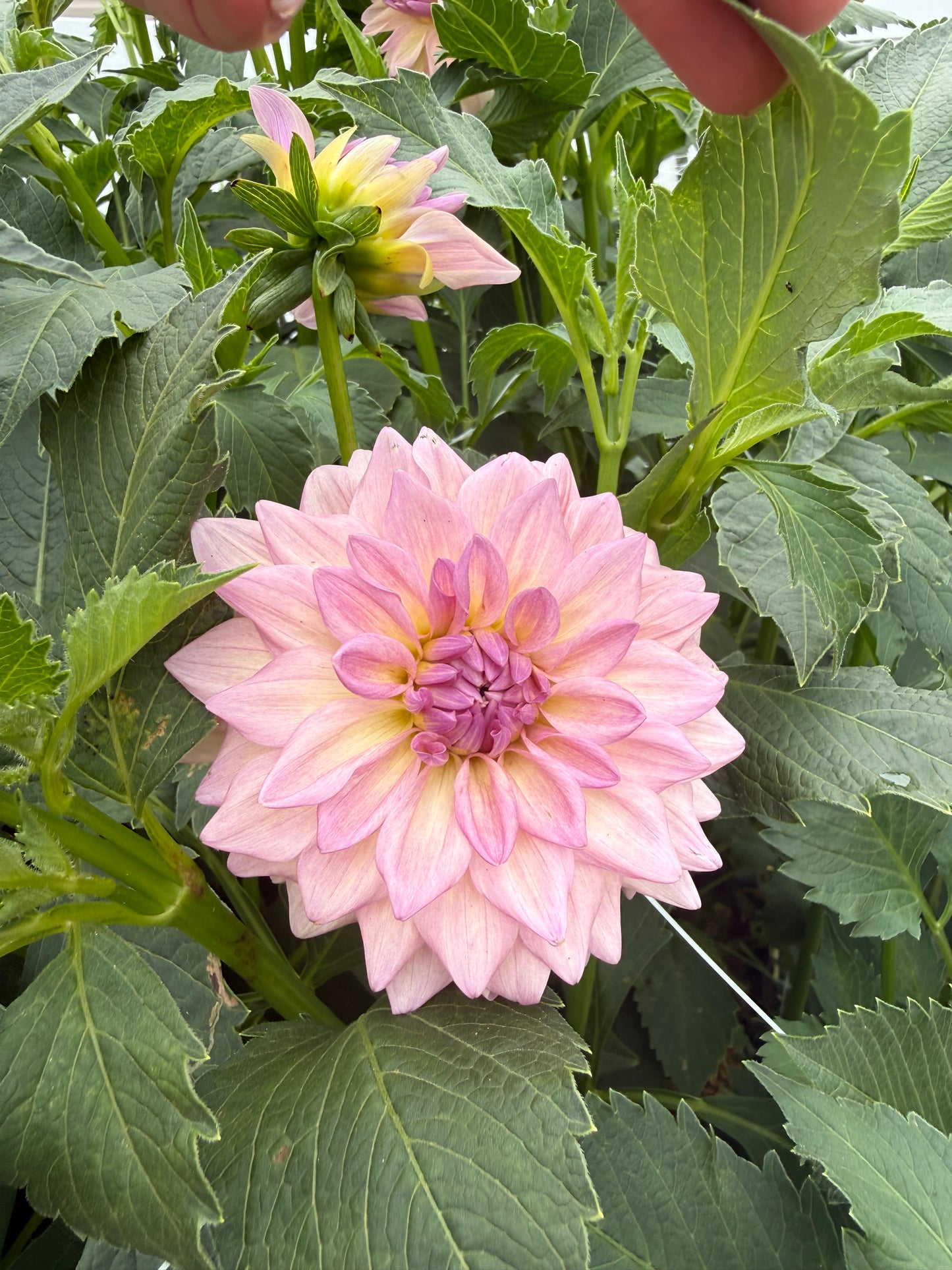 Everbloom Lullaby