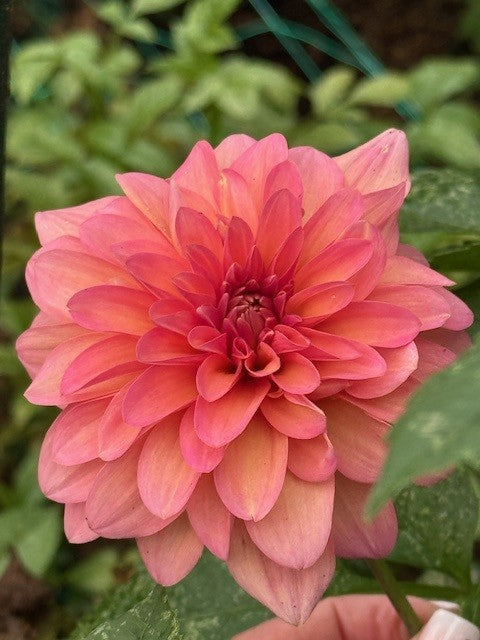 Bloomquist BQ Philly