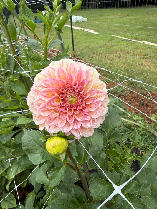 Carpe Summer Blush