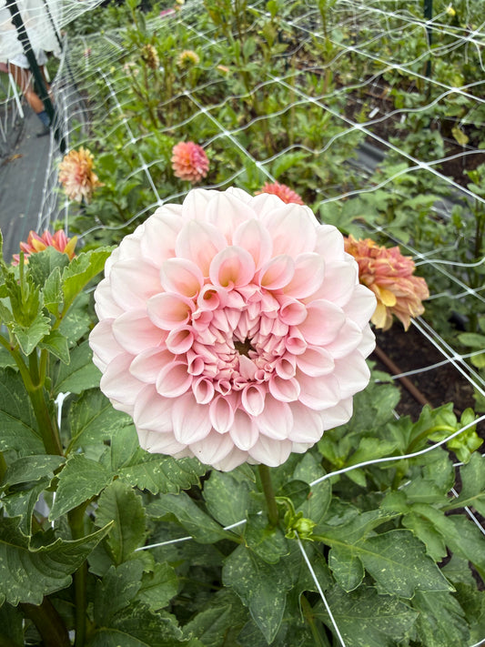 Co Bermuda Pink
