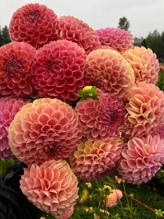 Clearview Peachy