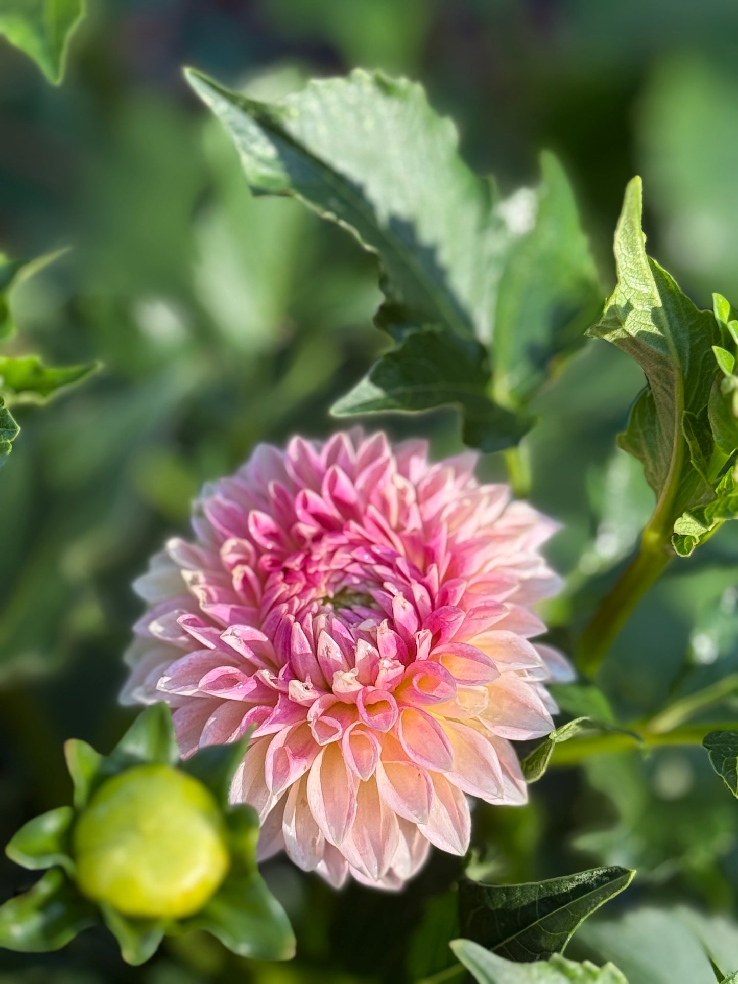 KA's® Desert Rose