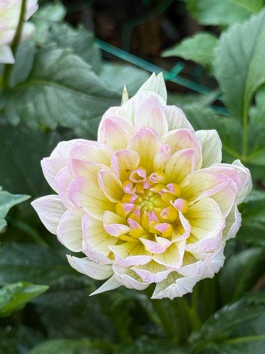 HH Lilibet