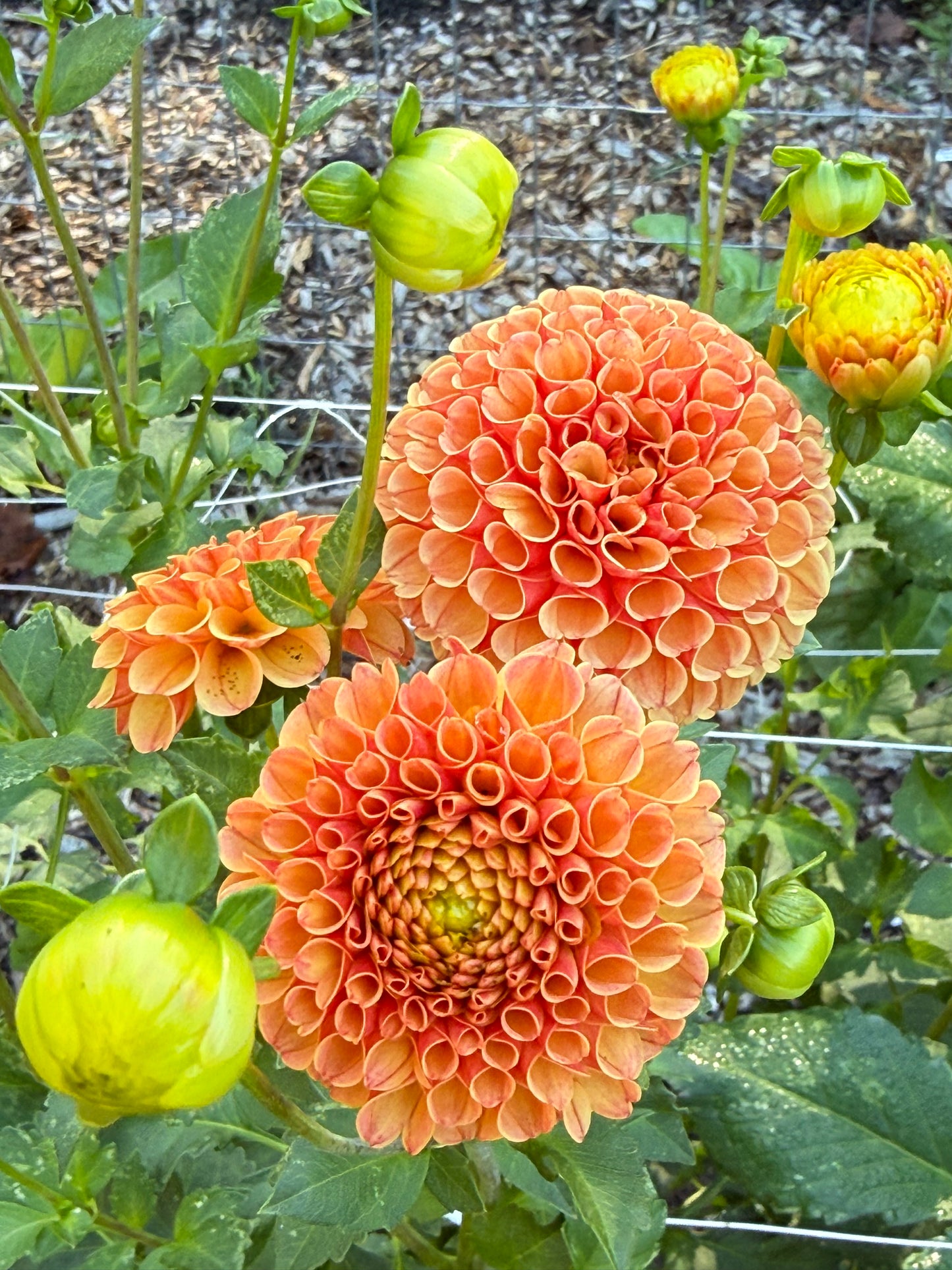 Amber Queen