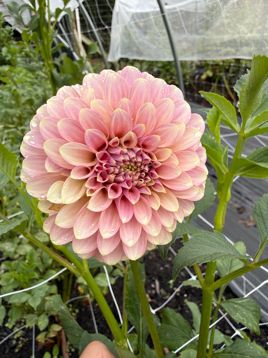 Florelie Oracle