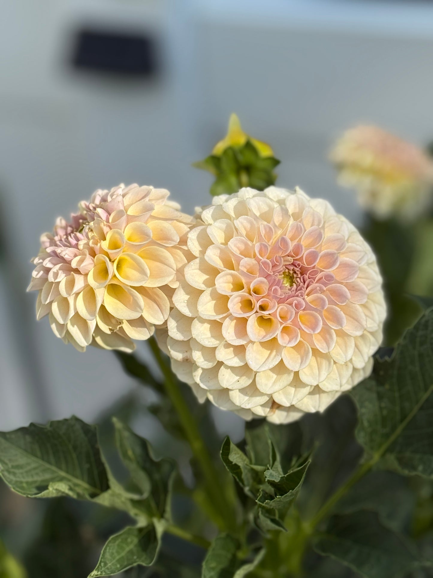 KA's® Cinder Rose