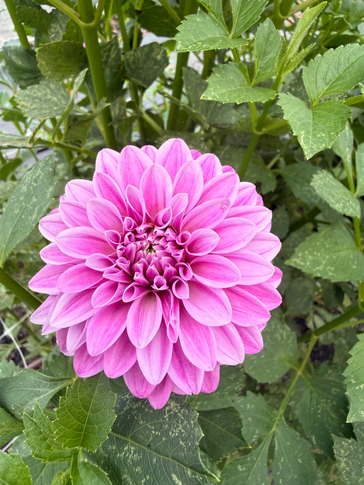 Florelie Jeanette