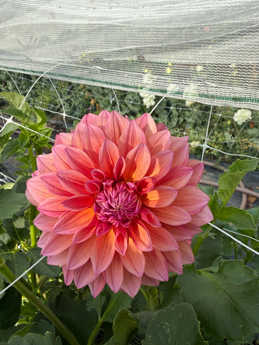 Everbloom Aura