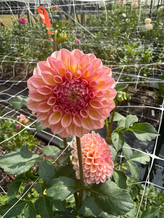 Carpe Summer Blush