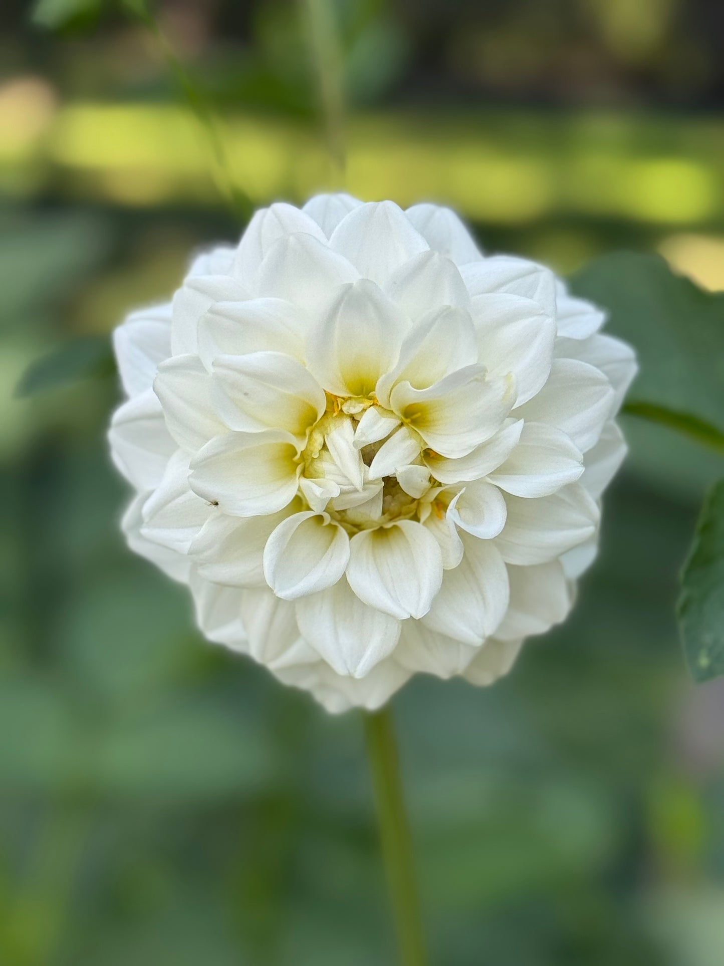 Bells White Seedling