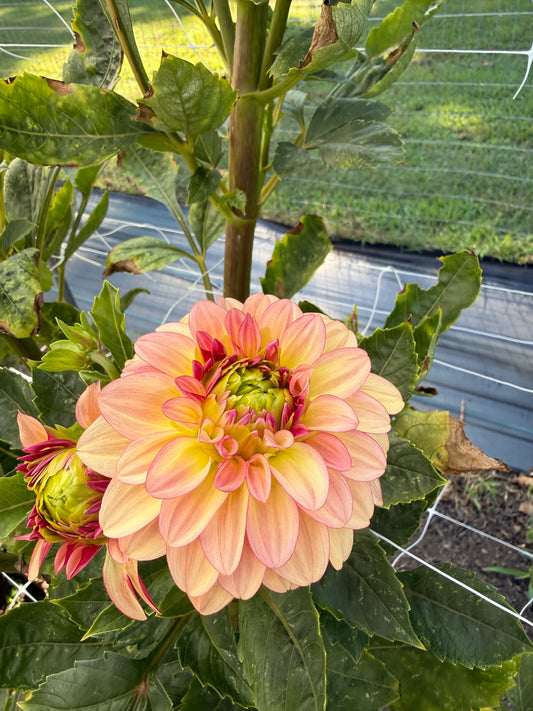 Carpe Harvest