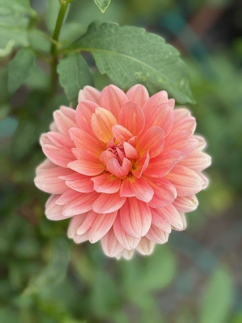 Hollyhill HH Honeygold