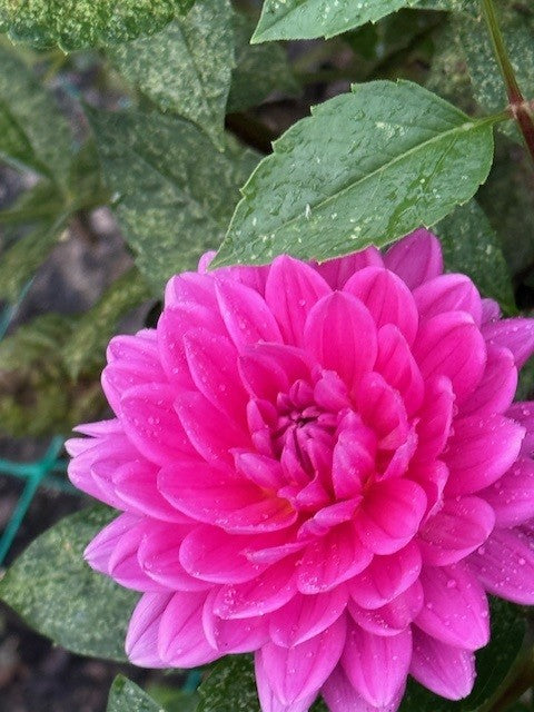 Hollyhill HH Sweet 16