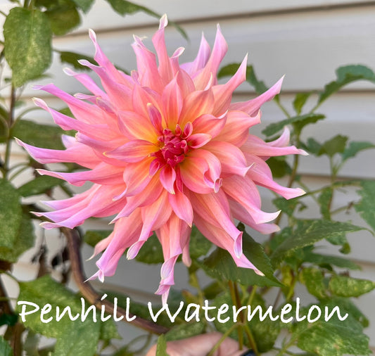 Penhill Watermelon