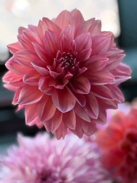 Lees Watermelon Granita