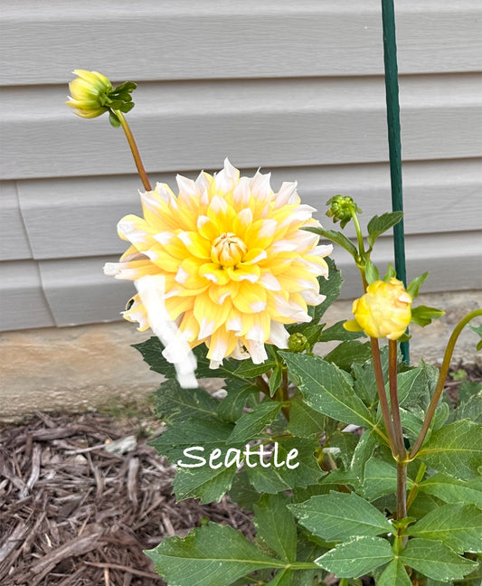 Seattle