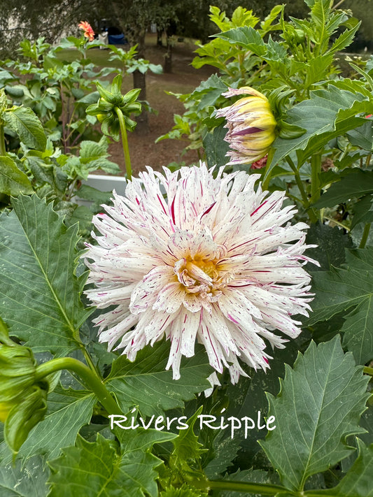 Rivers Ripple