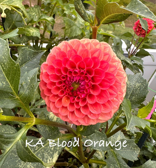 KA's® Blood Orange
