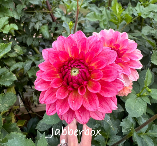 Jabberbox