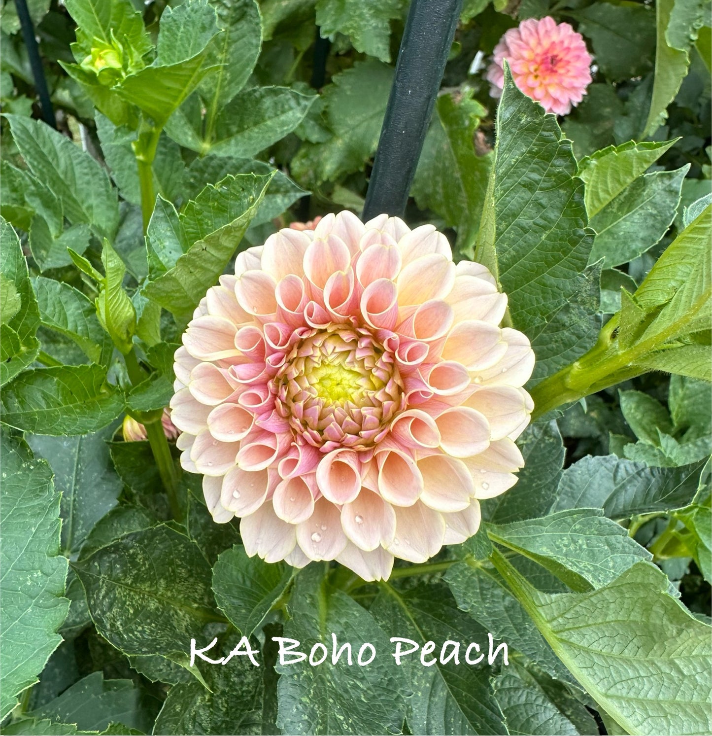 KA's® Boho Peach