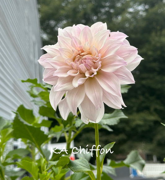 KA's® Chiffon