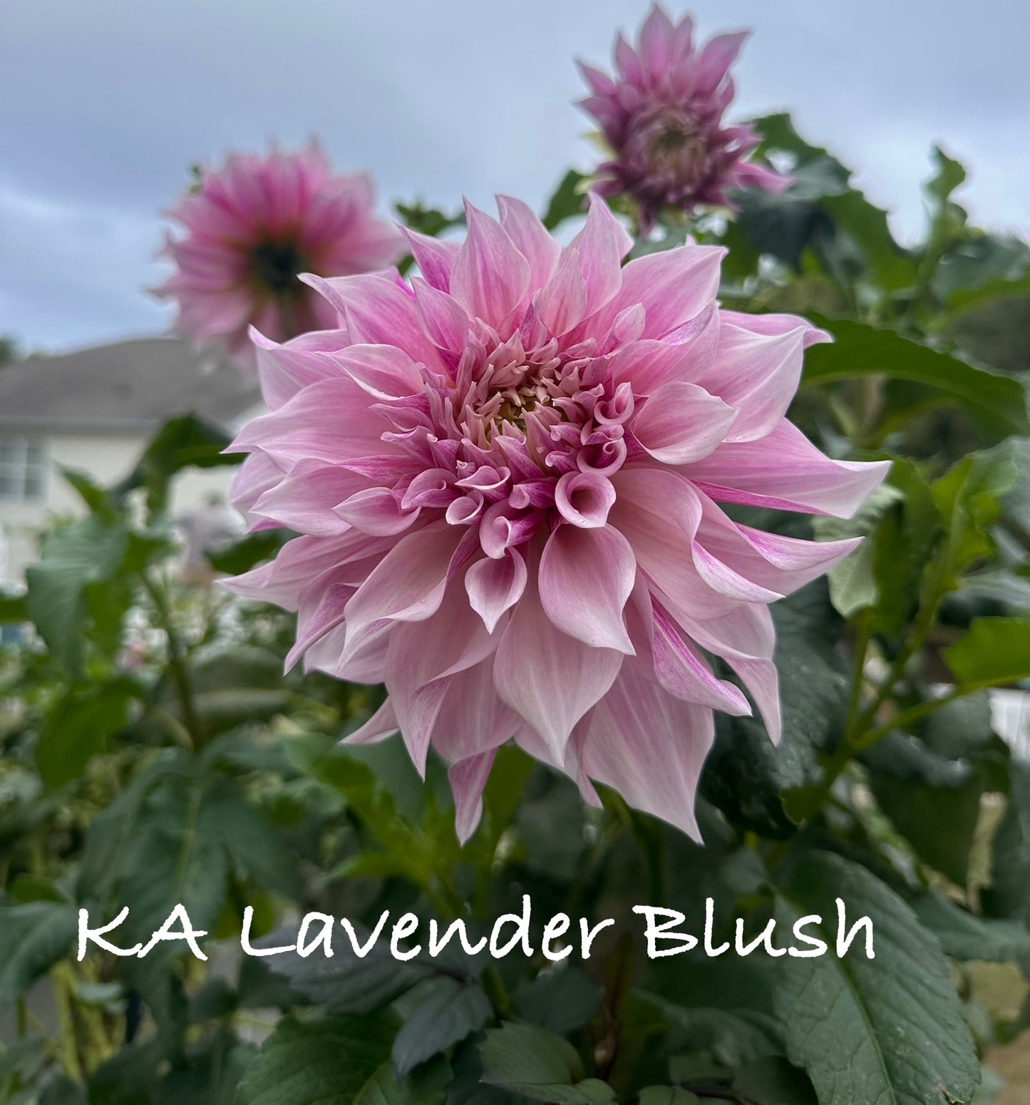 KA's® Lavender Blush