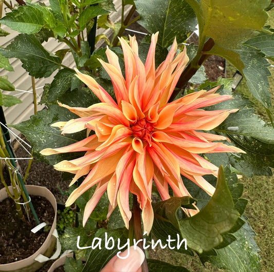 Labyrinth