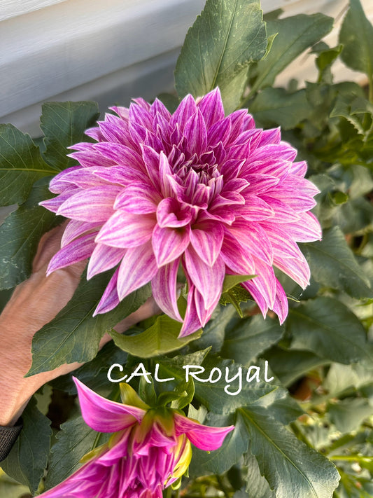 Cafe Au Lait Royal