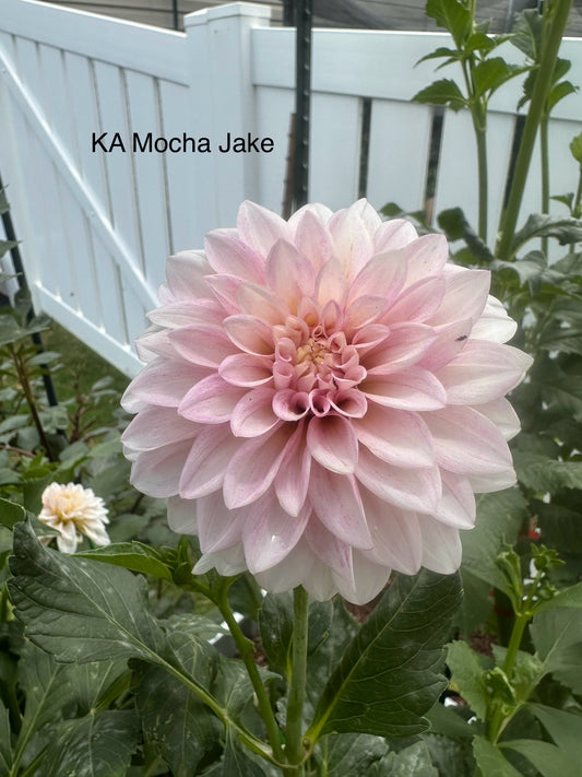 KA's® Mocha Jake
