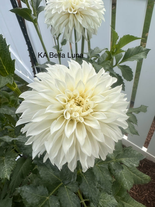 KA's® Bella Luna