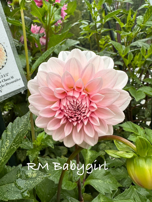 RM Babygirl