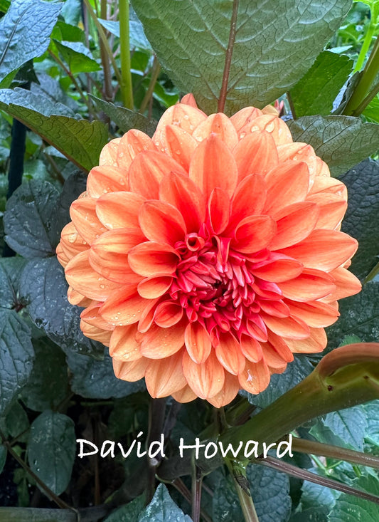David Howard