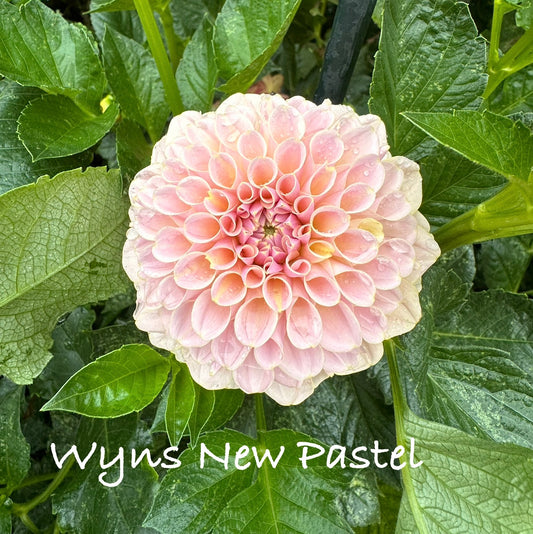 Wyns New Pastel