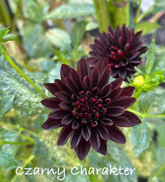 Czarny Charakter