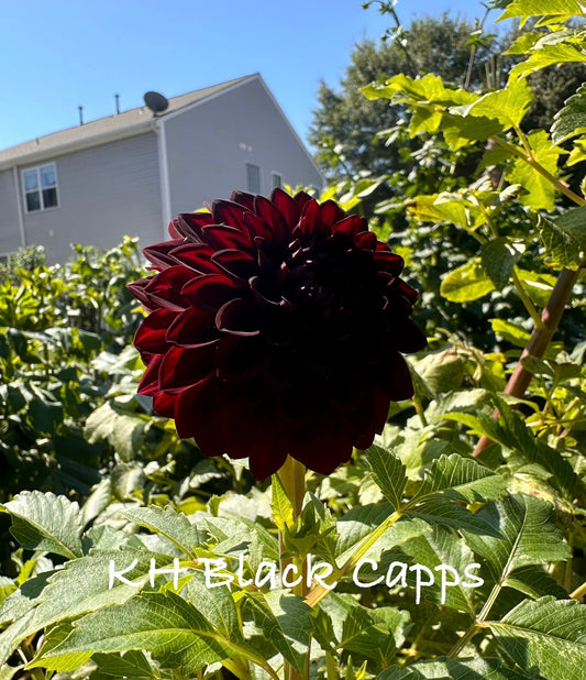 KH Black Capps
