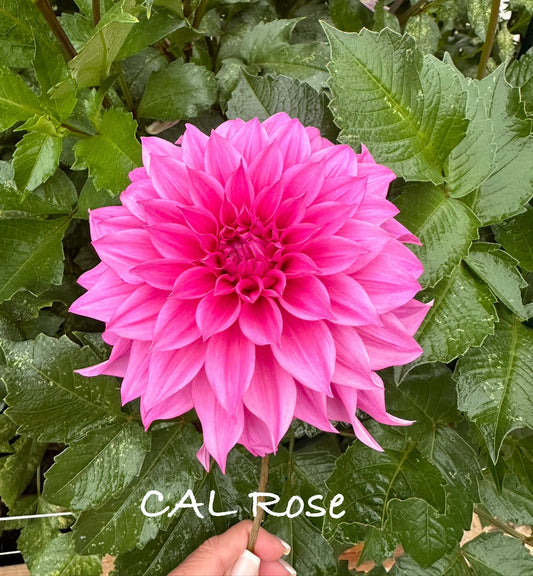 Cafe Au Lait Rose