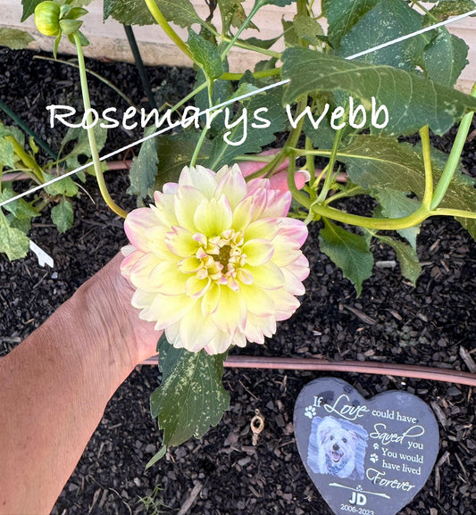 Rosemary Webb
