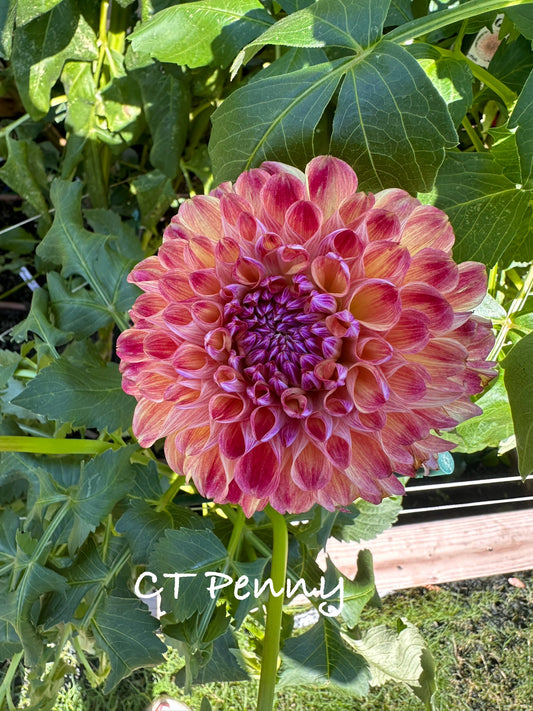 Co Penny