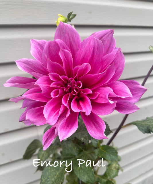 Emory Paul