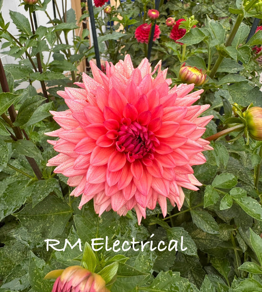RM Electrical