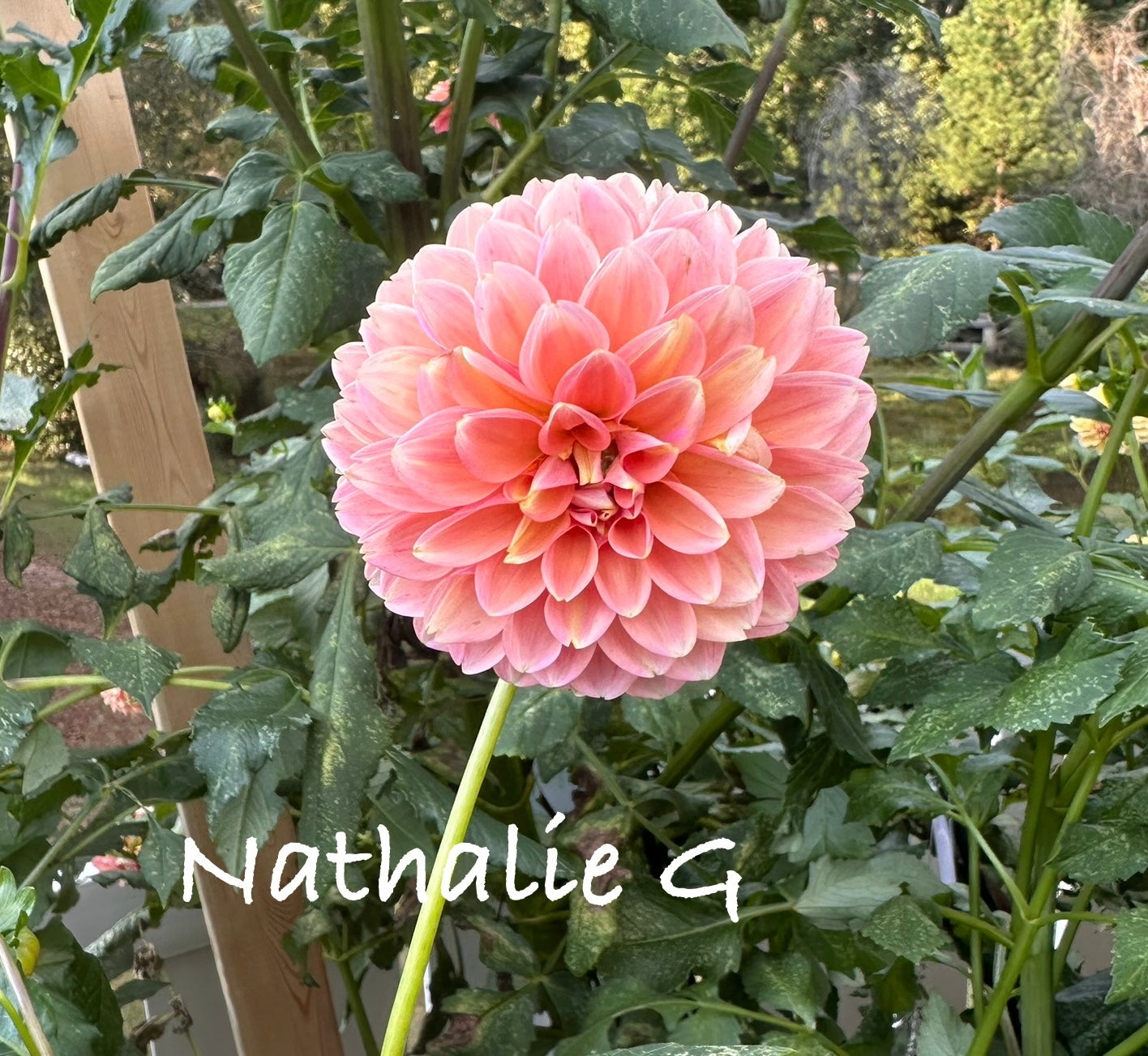 Nathalie G