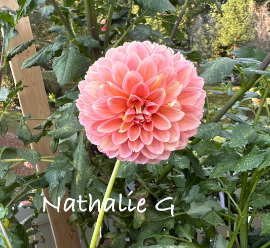 Nathalie G